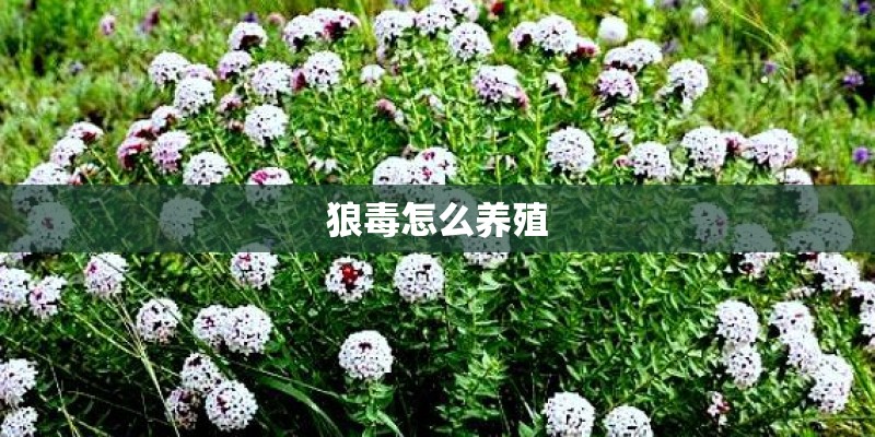 植物的仿写句子