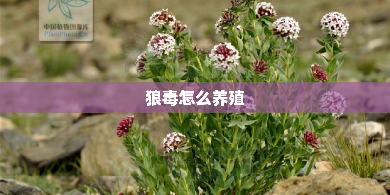 狼毒怎么养殖