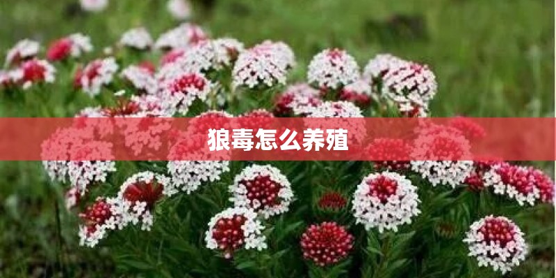 狼毒怎么养殖