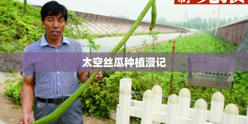 太空丝瓜种植漫记