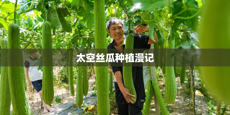 太空丝瓜种植漫记