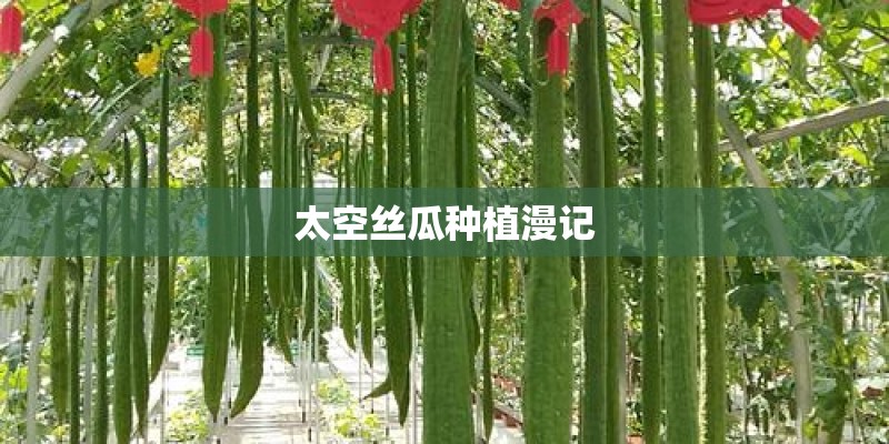 太空丝瓜种植漫记