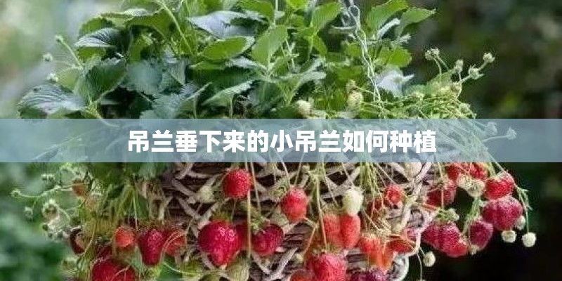 吊兰垂下来的小吊兰如何种植