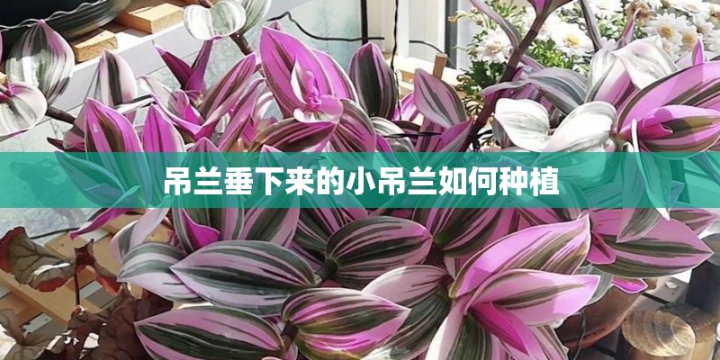 广汽丰通员工住的丰庭花园是集体宿舍吗