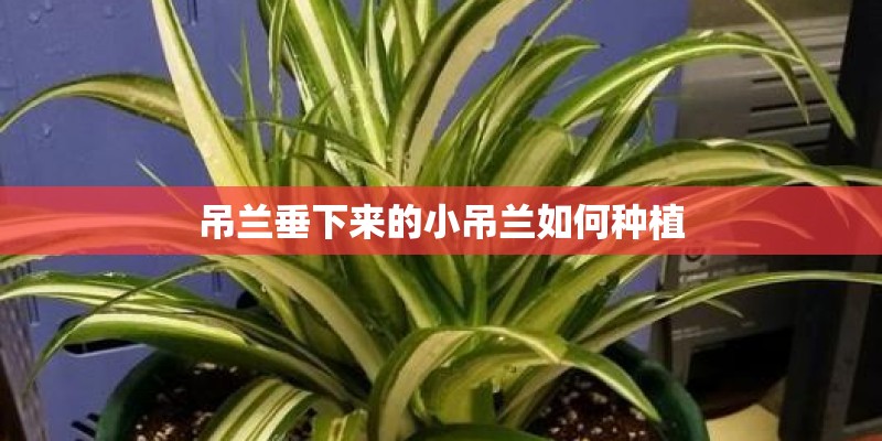 吊兰垂下来的小吊兰如何种植