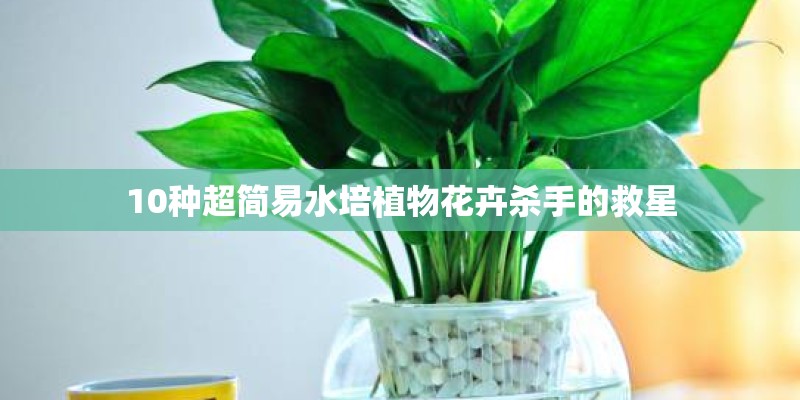 10种超简易水培植物花卉杀手的救星 10种超简易水培植物花卉杀手的救星