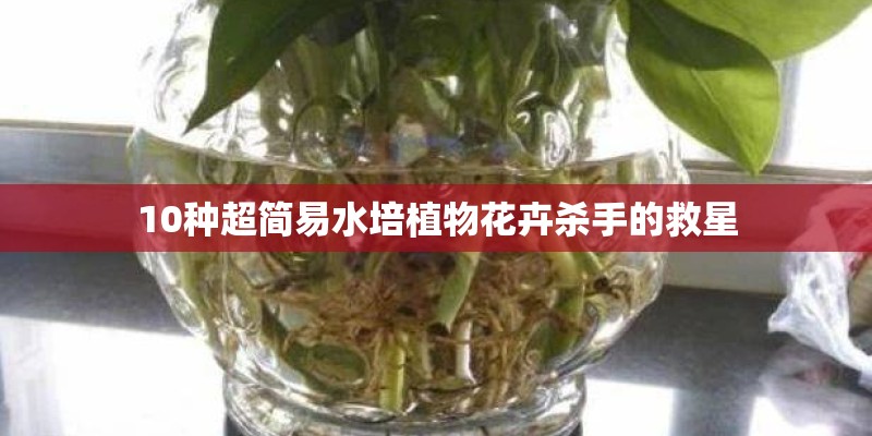 10种超简易水培植物花卉杀手的救星 10种超简易水培植物花卉杀手的救星