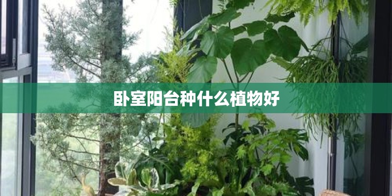 2142是表白还是分手