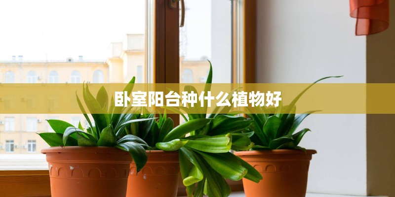 卧室阳台种什么植物好 卧室阳台种什么植物好