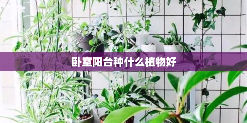 卧室阳台种什么植物好 卧室阳台种什么植物好