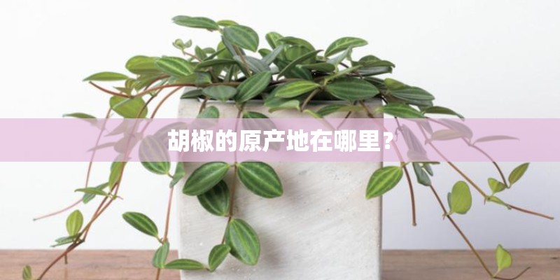 胡椒的原产地在哪里? 胡椒的原产地在哪里?