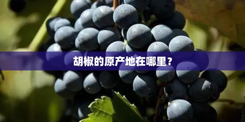 胡椒的原产地在哪里? 胡椒的原产地在哪里?