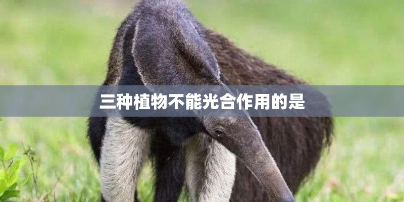 三种植物不能光合作用的是