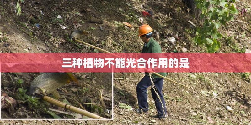 卧室阳台种什么植物好