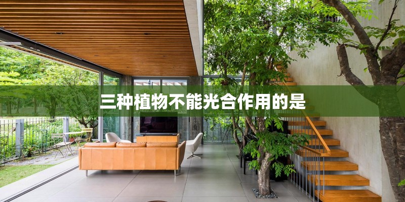 三种植物不能光合作用的是