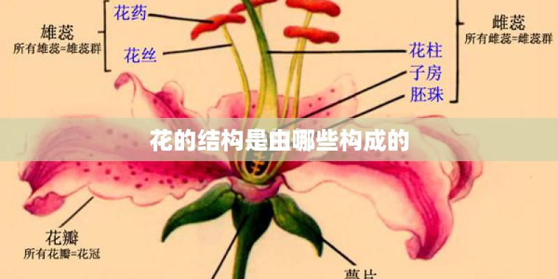 花的结构是由哪些构成的