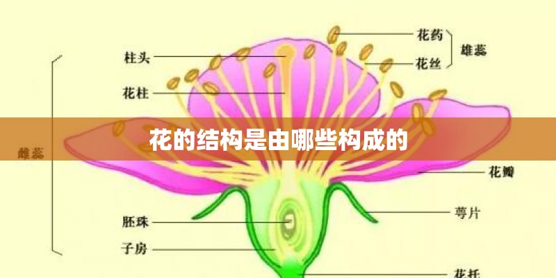 花的结构是由哪些构成的