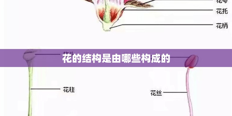 花的结构是由哪些构成的