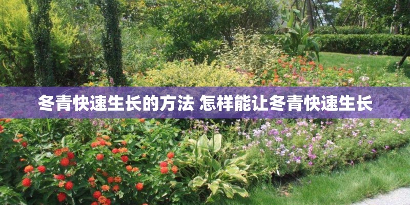 冬青快速生长的方法 怎样能让冬青快速生长