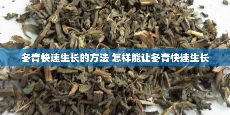 冬青快速生长的方法 怎样能让冬青快速生长