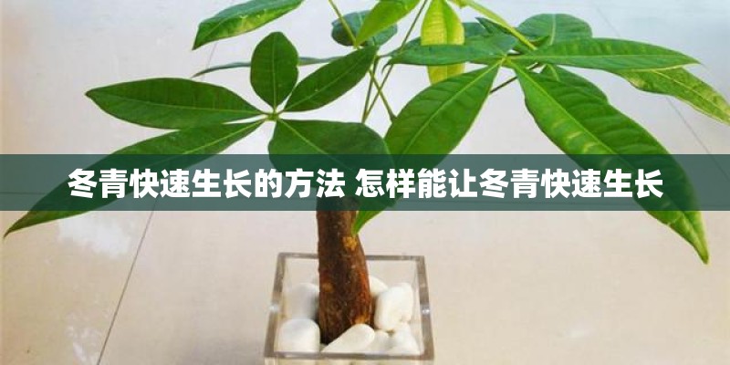 冬青快速生长的方法 怎样能让冬青快速生长