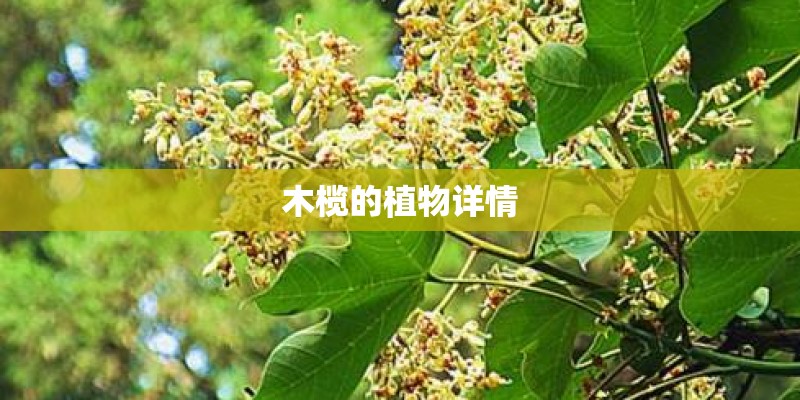 木榄的植物详情
