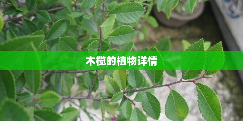 木榄的植物详情