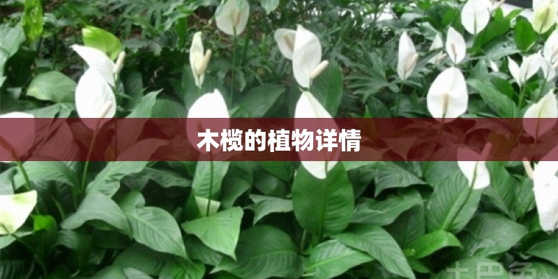 木榄的植物详情