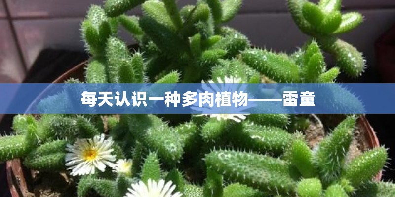 每天认识一种多肉植物——雷童