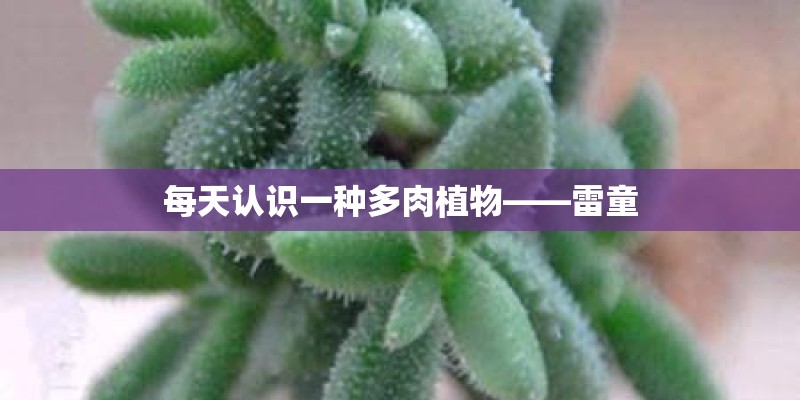 每天认识一种多肉植物——雷童