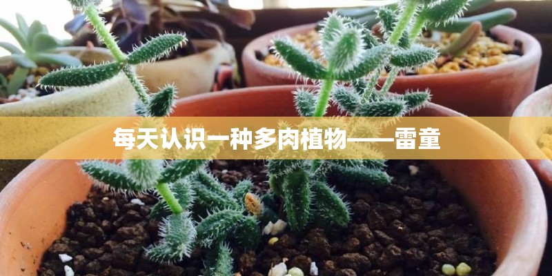 每天认识一种多肉植物——雷童