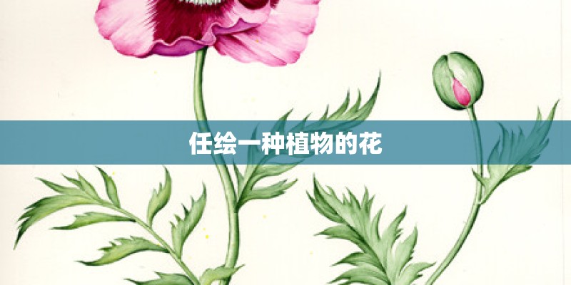 任绘一种植物的花