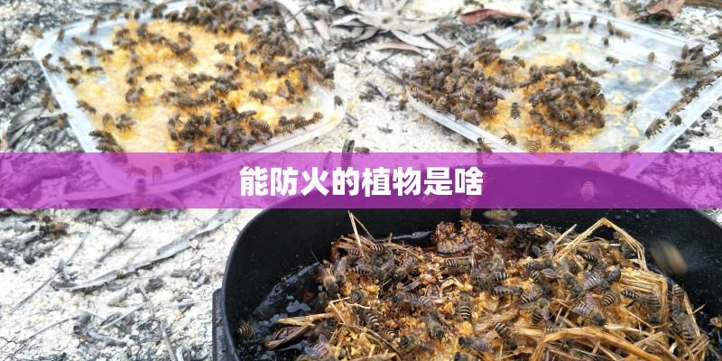 能防火的植物是啥