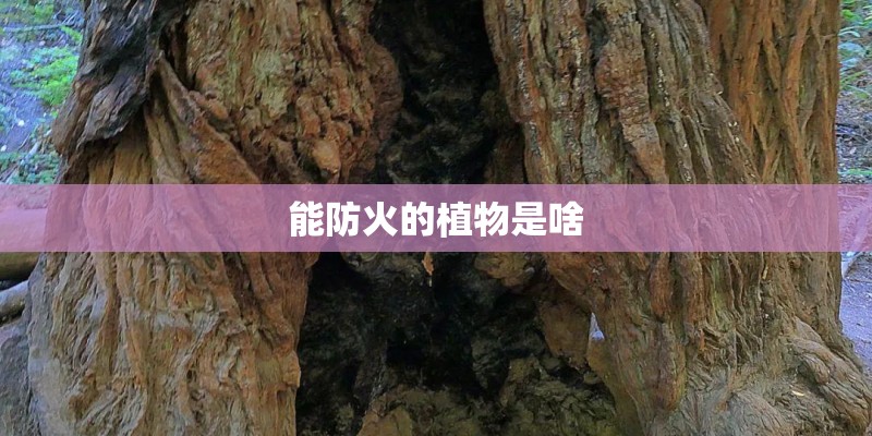 能防火的植物是啥