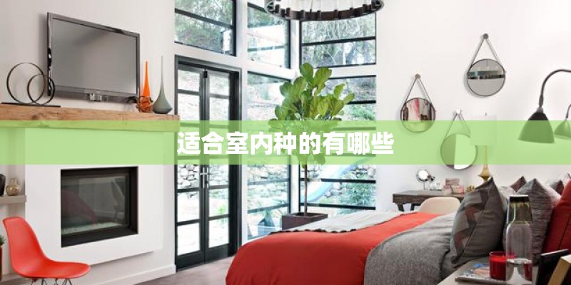 适合室内种的有哪些