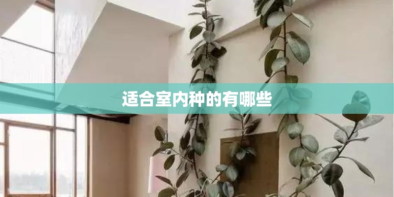 适合室内种的有哪些