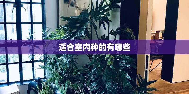 适合室内种的有哪些