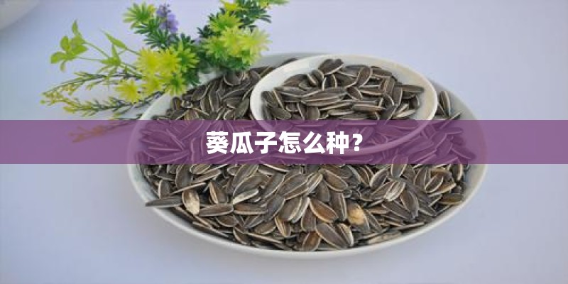 葵瓜子怎么种？