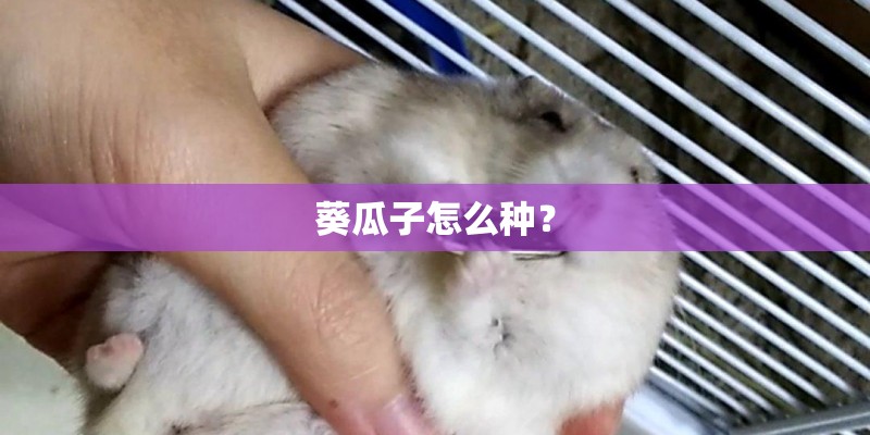 葵瓜子怎么种？