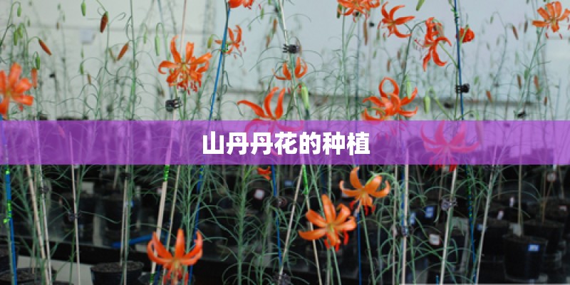 山丹丹花的种植