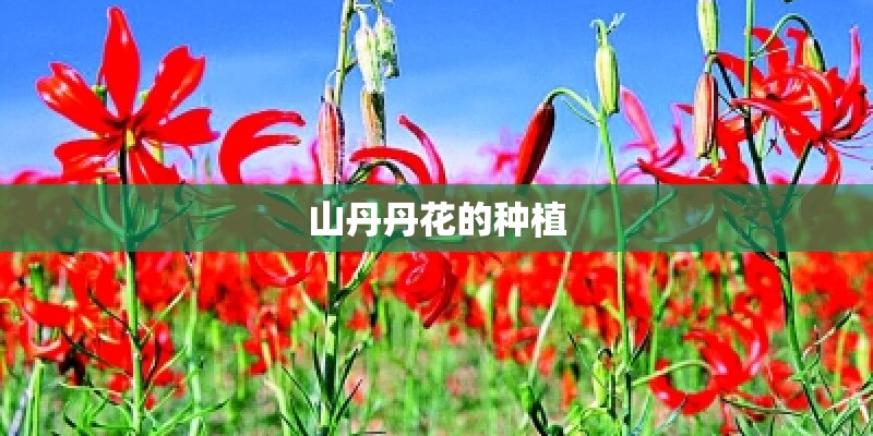 山丹丹花的种植
