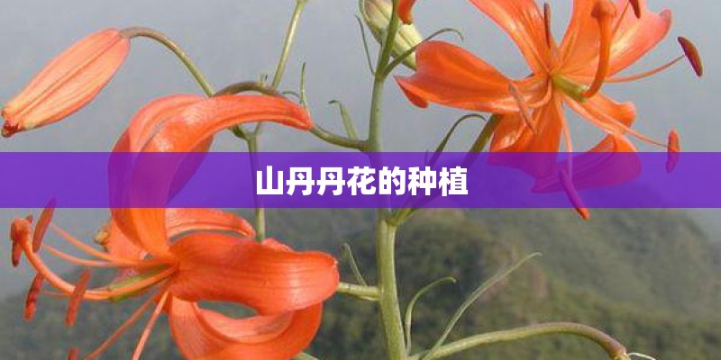 山丹丹花的种植
