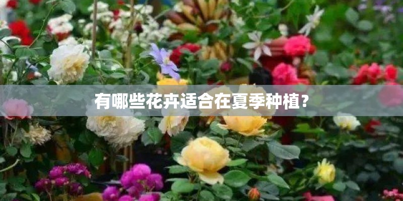 山丹丹花的种植