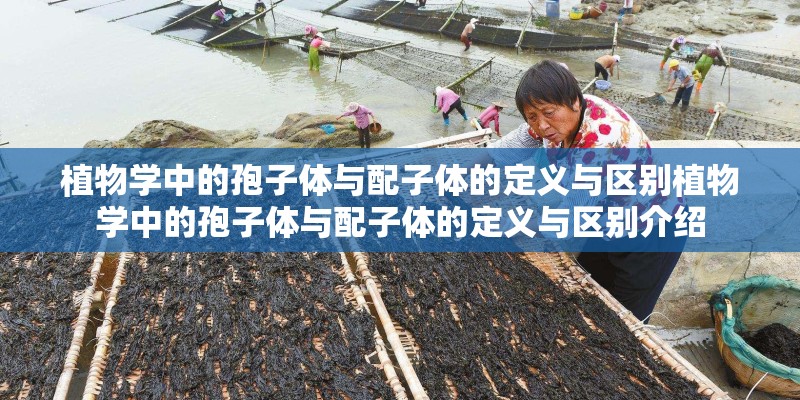 植物学中的孢子体与配子体的定义与区别植物学中的孢子体与配子体的定义与区别介绍