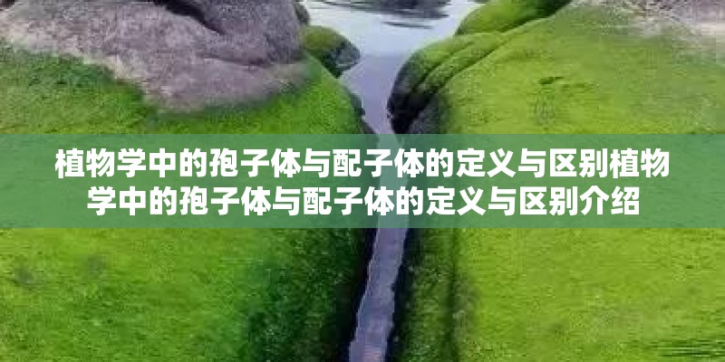 植物学中的孢子体与配子体的定义与区别植物学中的孢子体与配子体的定义与区别介绍