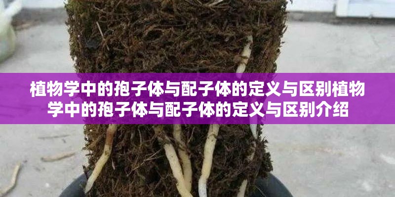植物学中的孢子体与配子体的定义与区别植物学中的孢子体与配子体的定义与区别介绍