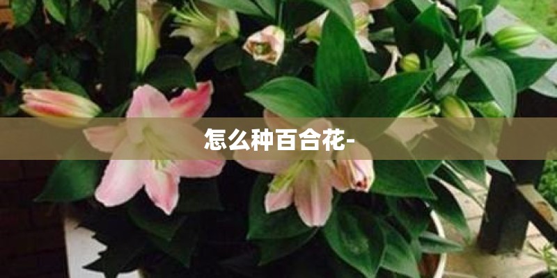 植物学中的孢子体与配子体的定义与区别植物学中的孢子体与配子体的定义与区别介绍