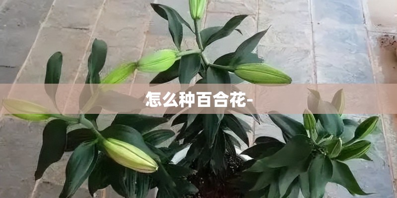 怎么种百合花-
