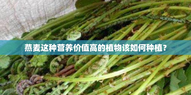燕麦这种营养价值高的植物该如何种植？