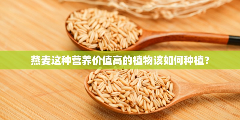 燕麦这种营养价值高的植物该如何种植？